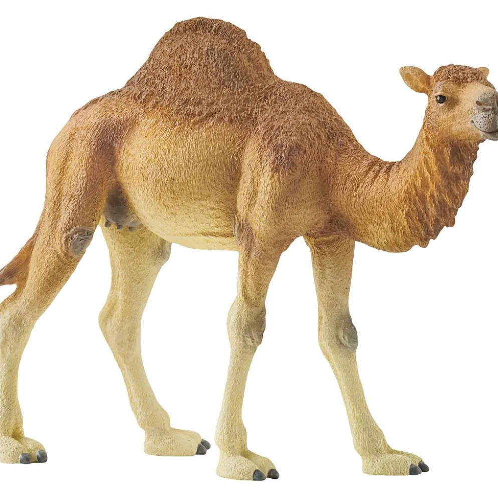 Schleich Vilda djur, Dromedar, stl. 10x14x3,4 cm, 1 st.
