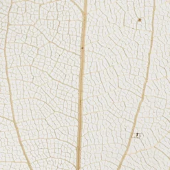 Skelettblad, L: 4,5-8 cm, natur, 20 st./ 1 förp.