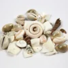Strandsnäckor, stl. 9-40 mm, Hålstl. 1-1,5 mm, 120 g/ 1 förp.