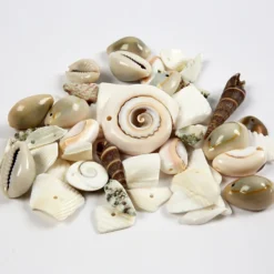 Strandsnäckor, stl. 9-40 mm, Hålstl. 1-1,5 mm, 120 g/ 1 förp.