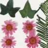 Torkade blommor och blad, ca. 19 st., ljusröd, 1 förp.