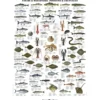 Undervisningsaffisch, Fiskar och skaldjur, stl. 70x100 cm, 1 st.