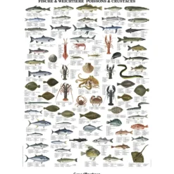 Undervisningsaffisch, Fiskar och skaldjur, stl. 70x100 cm, 1 st.