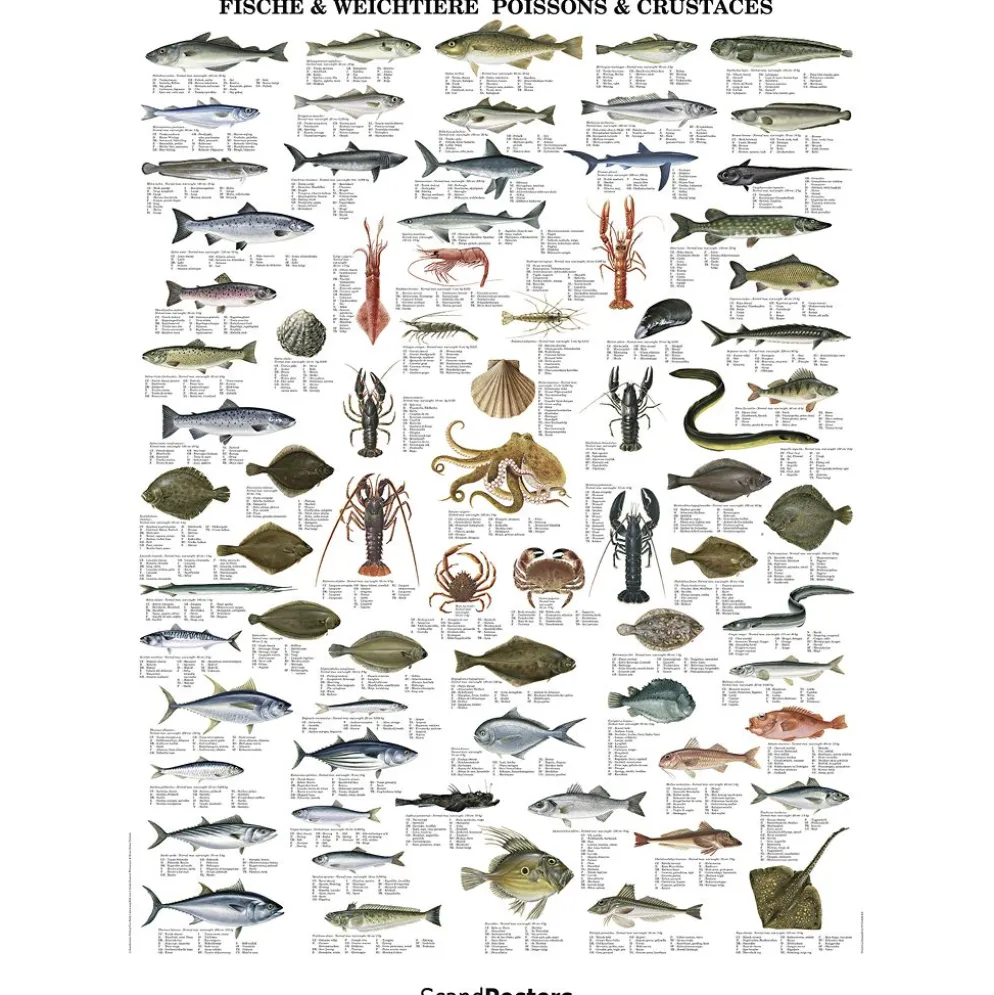 Undervisningsaffisch, Fiskar och skaldjur, stl. 70x100 cm, 1 st.
