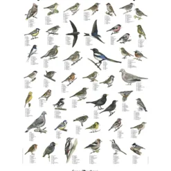 Undervisningsaffisch, Trädgårdsfåglar, stl. 70x100 cm, 1 st.